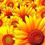 Plushe Салфетки Подсолнух 33см, 3 слоя, 18 листов Plushe Салфетки Подсолнух 33см, 3 слоя, 18 листов